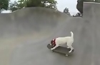 Awesome Dog Plays at Skate Park