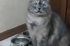 Plus-Sized Cat Isn't Happy About Being On A Diet