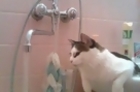 The Cat Which Loves Water
