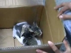 Jennah Karthes de Branicka stray cats in need