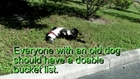 The bucket list for dogs.