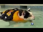 Watch News Anchor Loses It Over Swimming Cat Video Animals Video