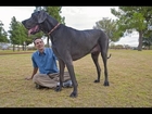 World's Tallest Dog Dies: Giant George Was 7ft 3in Stood Up On His Hind Legs