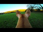 French Bulldog Millie-Cam 2013 filmed using GoPro