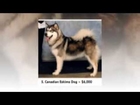 The Top 10 Most Expensive Dog Breeds in the World