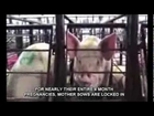 Fast Food Meat USDA Chinese Chicken Pink Slime (Vegan Animals) Milk Eggs Organic GMO Dr Oz