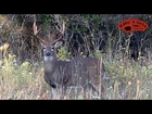 Best Way Howto Rattle Antlers From a Treestand for Biggest White tail Deer Hunting