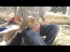 Mother dog and four puppies