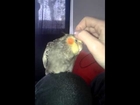Sjakie loves to snuggle Cockatiel pet