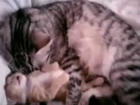 Baby kitten and cat mom