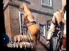 Assassins Creed 3 Glitch: Horse Goes Wild