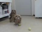 Owls Play With Balls