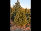 FFF  Cut A Christmas Tree Here For The Holidays In Bucks County