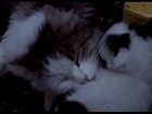 It's a Cat's Life (Documentary With Cute Cats & Kittens From The 1940s) By Frith Films