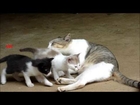 Cats and kittens cleaning their body by licking the body allover