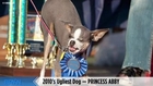 The World’s Ugliest Dog Competition