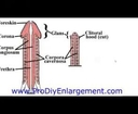 Average Penis Size - Penis Enlargement Bible