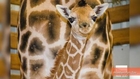 Grumpy-Looking Baby Giraffe Born in Seattle