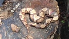 Decapitated snake biting its tail!! Awesome!!