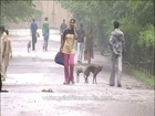 Delhi-dog mating-mdv-802-1