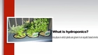 Simple Steps On How To Grow Hydroponics Systems At Your Backyard