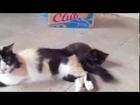 Funny Kitten Videos - Adorable Cats