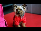 Yorkshire Terrier T3i sample video (the dog)