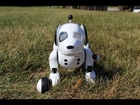 Zoomer The Interactive Robotic Dog Review